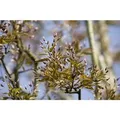 Amelanchier Arborea Robin Hill Felsenbirne Weiß-Rosa Blüten 150–200 cm