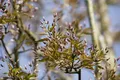 Amelanchier arborea 'Robin Hill', Felsenbirne, weiß-rosa Blüten, 150–200 cm