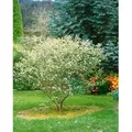 Aronia Arbutifolia Rote Apfelbeere 60–100 Cm Dekorative Früchte