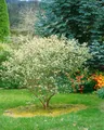 Pflanzen für Dich Gehölze Aronia arbutifolia, 1 St., Filzige Apfelbeere, Rote Apfelbeere