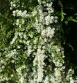Myrtenaster Schneetanne - Aster ericoides
