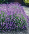 BALDUR Garten 3x Blauer Lavendel Duftlavendel, Pflanzen mit 9x9 cm-Topfballen, Lavandula intermedia 'Grosso' , Lavendel Provence, winterharte Staude, trockenresistent, mehrjährig, bienenfreundlich
