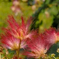 Hochstamm Seidenakazie Tropical Dream - Schlafbaum 80-100cm - Albizia