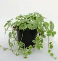 Gundelrebe Variegata - Glechoma hederacea - lebende Gartenpflanze aus den Baumschulen
