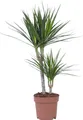 Drachenbaum - Dracaena marginata - Höhe 70-80cm - 17cm