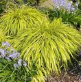 Japanisches Berggras All Gold - Hakonechloa macra
