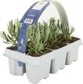 1x 6-pack Lavandula Angustifolia White