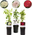 GreenboutiQ - Kletterrose - Rosa Tricolour - Blumen Rosa Weiß Rot - Geringer Pflegeaufwand - 3 Pflanzen - Topf 11cm Höhe 40cm