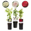 Kletterrose Rosa Tricolour Blumen Rosa Weiß Rot Geringer ⌀11cm ↕40cm