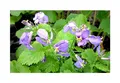25x Japanische Kresse Lila Blüten Gemüse Pflanzen - Samen A348