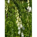 Blumixx Stauden Digitalis purpurea 'Alba' - Garten-Fingerhut