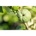 Chaenomeles 'Youki Gotin' Zierquitte 40-60 cm