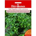 Dürr Samen Topf-Physalis Little Lanterns Saatgut