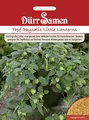 Topf-Physalis Little Lanterns Saatgut von Dürr-Samen