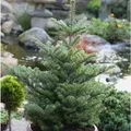 Koreatanne Molli 25-30cm - Abies koreana