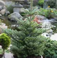 Koreatanne Molli 25-30cm - Abies koreana - lebende Gartenpflanze aus den Baumschulen