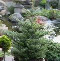 Koreatanne Molli 25-30cm - Abies koreana
