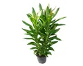 Exotenherz Zimmerpflanze Cordyline fruticosa, Keulenlilie, grün im 19cm Topf