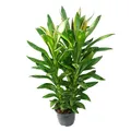 Exotenherz Cordyline fruticosa, Keulenlilie, grün im 19cm Topf