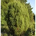 Gemeiner Wacholder 40-60cm - Juniperus communis