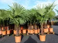 gruenwaren jakubik Baum XXL Palme winterhart 140 - 160 cm Trachycarpus fortunei, Hanfpalme