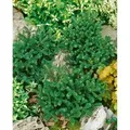 Abies Koreana Oberon Koreatanne Kompakt 30–40 cm