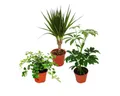 Exotenherz Zimmerpflanze Zimmerpflanzen Set mit 3 Pflanzen - Typ 2 - 9cm
