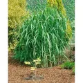 Miscanthus Giganteus Aksel Olsen Chinaschilf 3-5 Liter Container