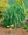 Pflanzen für Dich Gräser Miscanthus giganteus Aksel Olsen, 1 St., Riesen-Chinaschilf, Elefantengras, hochwachsend, winterhart