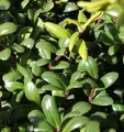 Löffel Ilex Glorie Dwarf 15-20cm - Ilex crenata