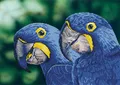 Diamant-Dotz-Diamant-Malerei-Kit: Blaue Hyazinthen-Ara
