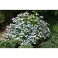 Hydrangea Serrata Acuminata Berghortensie 30-40 cm