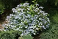 Hydrangea serrata 'Acuminata', Hortensie, 30–40 cm, zartrosa Blüten