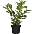 Prunus laurocerasus 'Novita', Kirschlorbeer, immergrün, 40–60 cm