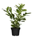 Prunus laurocerasus 'Novita', Kirschlorbeer, immergrün, 40–60 cm