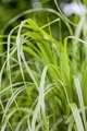 Calamagrostis brachytricha 9x9 cm Topf – Winterhart, Mehrjährig, Pflegeleicht – Diamantgras – Ziergras für Beet & Rabatte