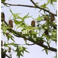 Säulen Amberbaum Stella 40-60cm - Liquidambar styraciflua