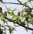 Säulen Amberbaum Stella 40-60cm - Liquidambar styraciflua