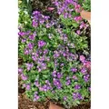 Aubrieta X Cult. Rubinfeuer Blaukissen Rubinrot Ca. 9x9 cm Topf