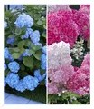 BALDUR Garten 2er Winterhart Hortensien-Sortiment Hydrangea blau und rosa, Pflanzen im 9x9 cm-Topf, Freiland-Hortensie 'Vanille Fraise® und Bauern-Hortensie 'Générale Vicomtesse de Vibraye®', blühend