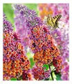 BALDUR Garten 1x Buddleia Sommerflieder 'Flower-Power' Schmetterlingsflieder, Pflanze im 2 Liter-Topf, Buddleja Hybride, winterharter Schmetterlingsstrauch, Zierstrauch mit atemberaubenden Farbspiel