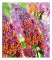 Buddleia Sommerflieder 'Flower-Power®', 1 Pflanze, Buddleja Hybride
