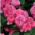 Hochstamm Rose Leonardo da Vinci 60-80cm