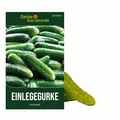 Salat- und Einlegegurke Delikateß Samen - Cucumis sativus - Gurkensamen - Gemüse