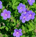 Himalayastorchschnabel - Geranium himalayense