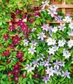 BALDUR Garten Zierstrauch Winterharte Clematis Triologie, 3 St., Kletterpflanze, winterhart, mehrjährig, pflegeleicht