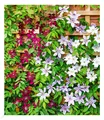 Winterharte Clematis Triologie,3 Pflanzen