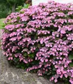 BALDUR Garten 1x Hortensie 'Pink Lace', Pflanze im 13 cm-Topf, lange Blütezeit, bienenfreundlich, winterhart, mehrjährig, reichblühend, ideal für Beet & Kübel