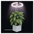 EMOS LED-Grow-Lampe für Zimmerpflanzen und Sukkulenten, runde Wachstumslampe für Orchideen mit Timer, höhenverstellbar, 300lm, 1,7m USB-Kabel, Z7902
