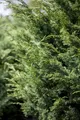 Pflanzen für Dich Konifere Juniperus virgin. 'Canaertii', 1 St., Virginischer Wacholder, Rot-Zeder, säulenförmig, immergrün
